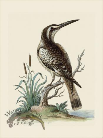 Edwards 009 Black and White Kingfisher